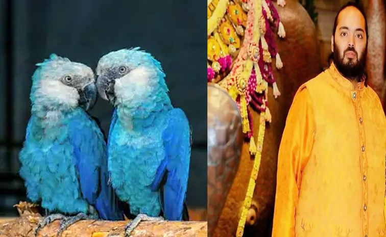 anantambani-Spix_E2_80_99s_20Macaw.jpg