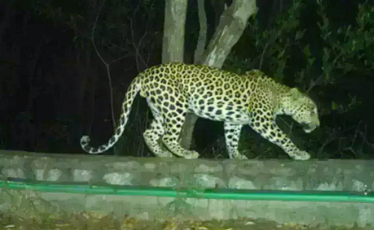 Leopard-Movement.jpg