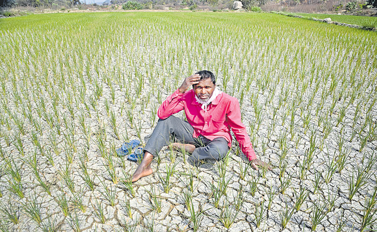 farmer.jpg