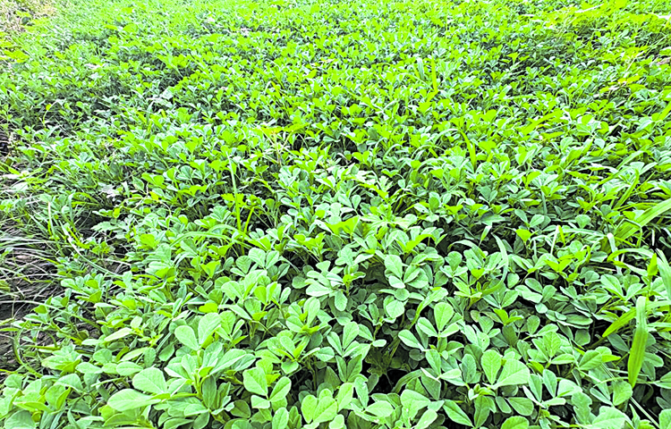 leaf_20veg.jpg