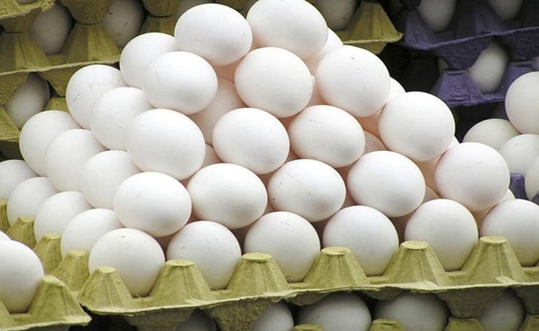 EGG.jpg