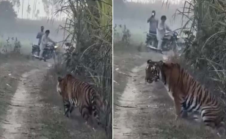 Tiger.jpg