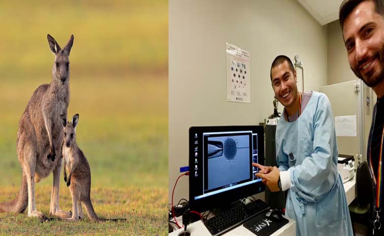 kangaroo.jpg