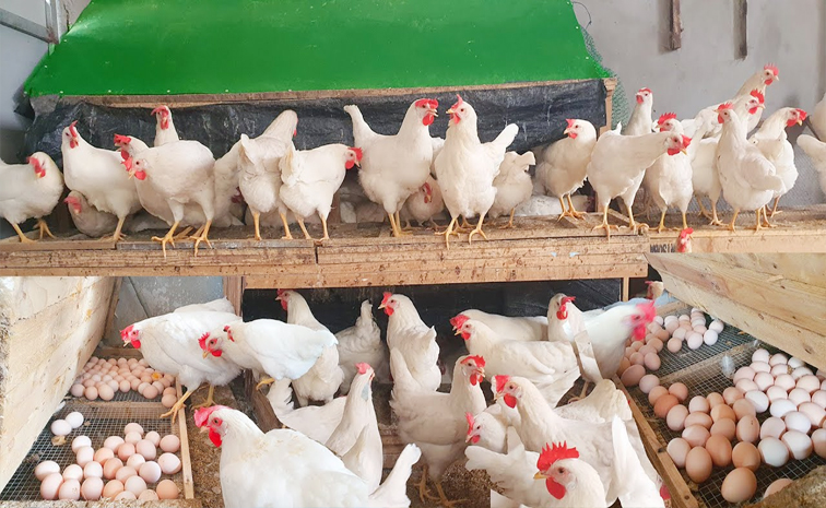 chicken.jpg