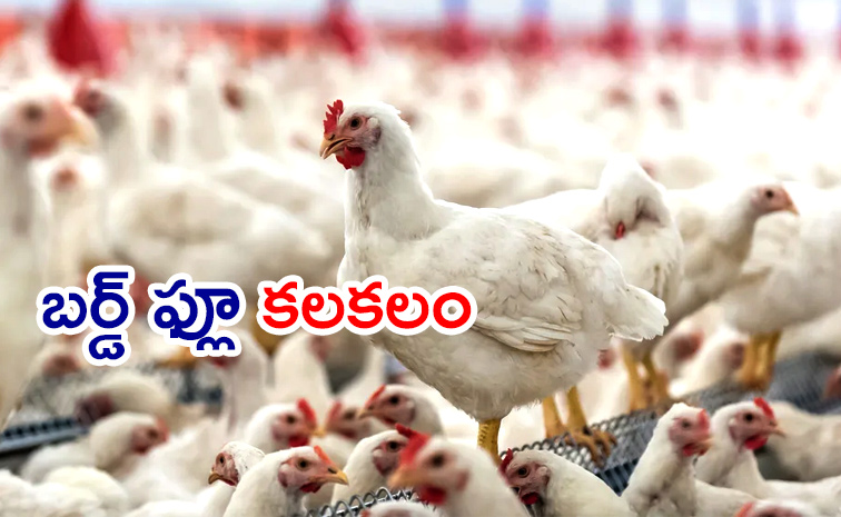 First-Bird-Flu-Case.jpg