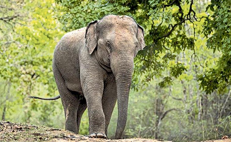 elephent.jpg