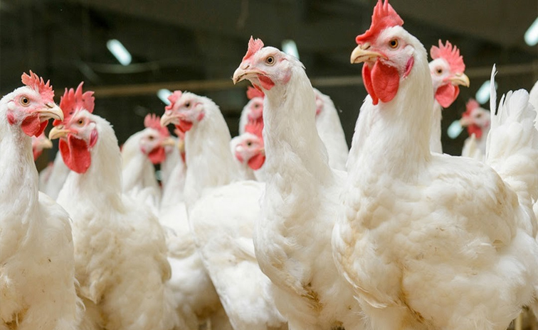 poultry_20farm.jpg