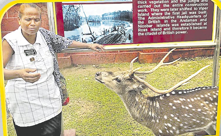 deer_0.jpg
