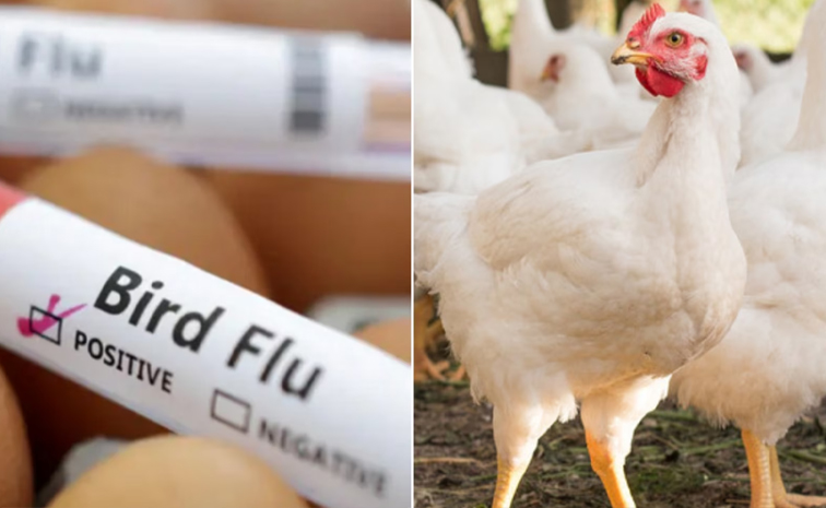 birdflue.jpg