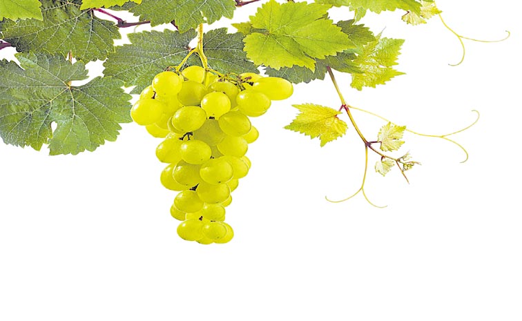 grape.jpg