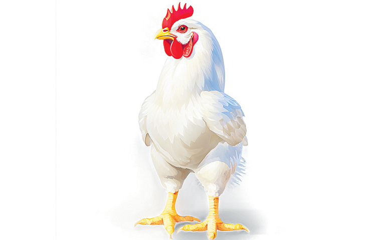 chkn.jpg