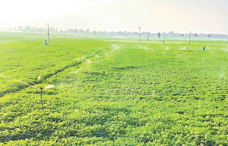field.jpg