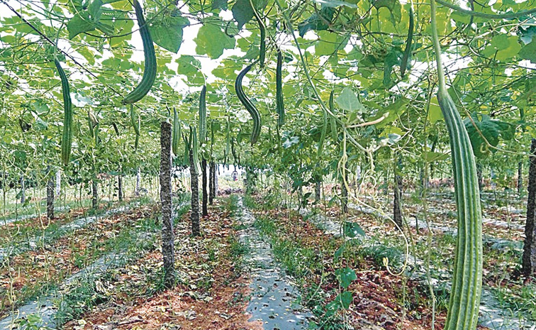 Canopycultivation-1.jpg