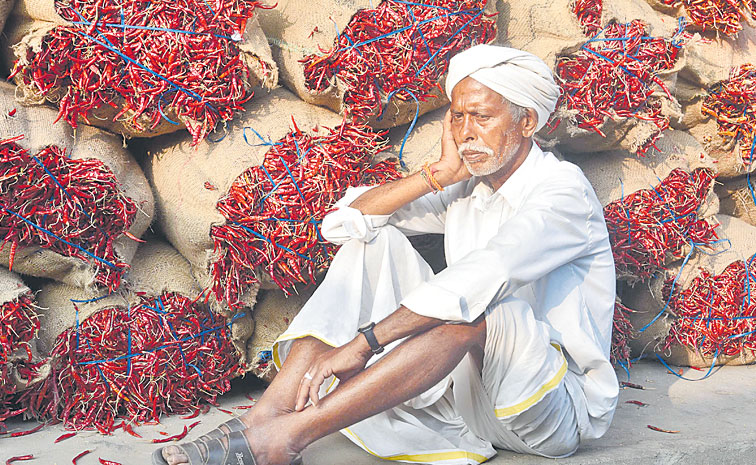 capsicum-farmer.jpg