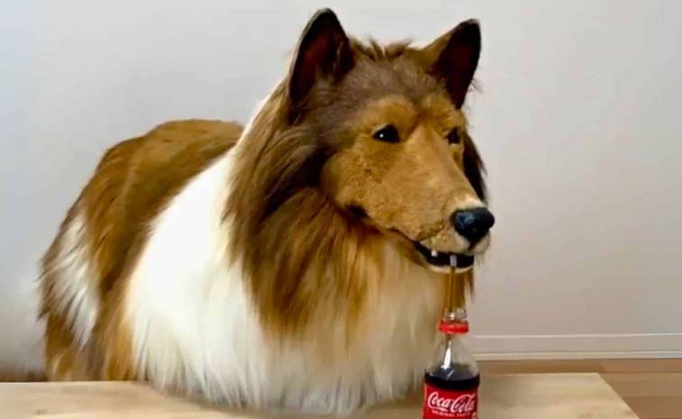 Dog.jpg