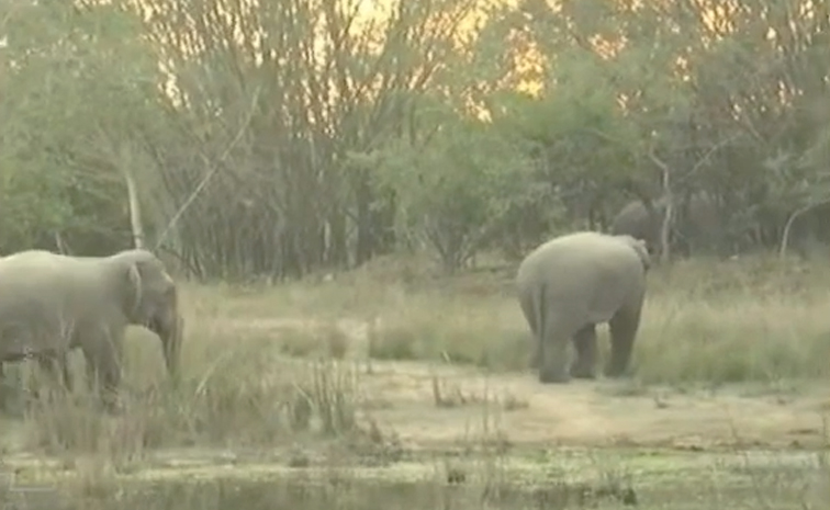 Elephant.jpg