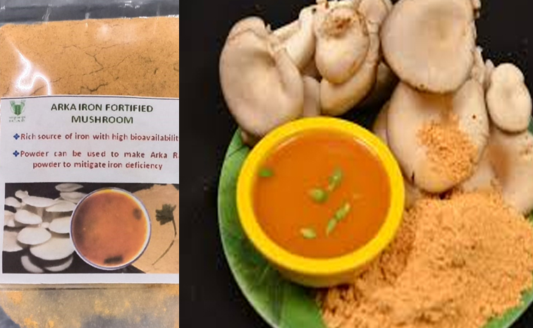 ArkaIronFortified_20Mushroom.jpg