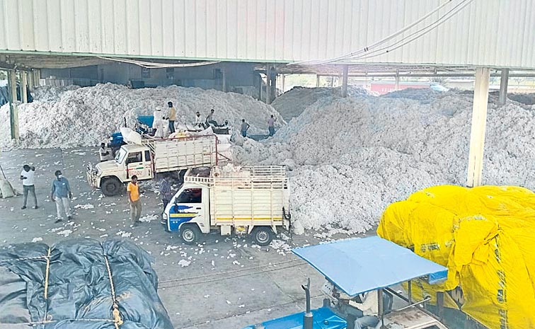 Cotton.jpg