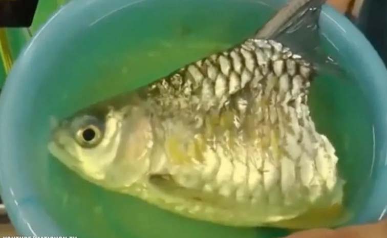 Fish1.jpg
