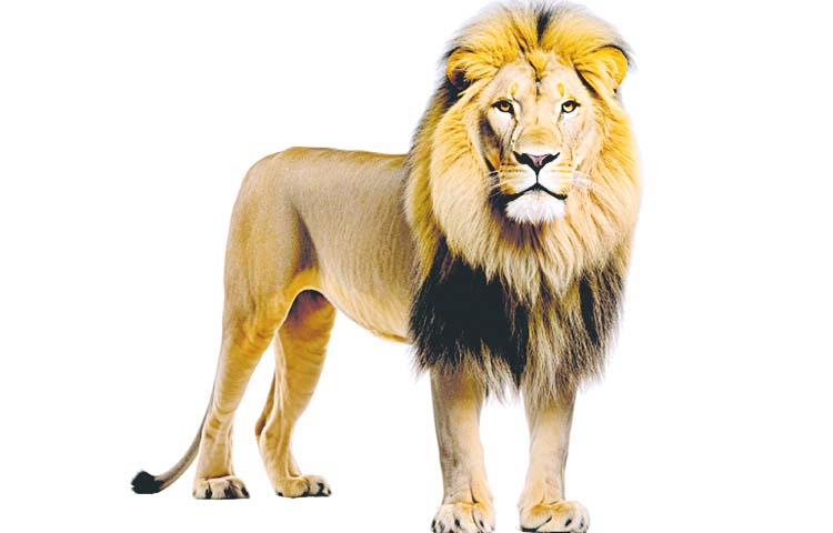 lion.jpg