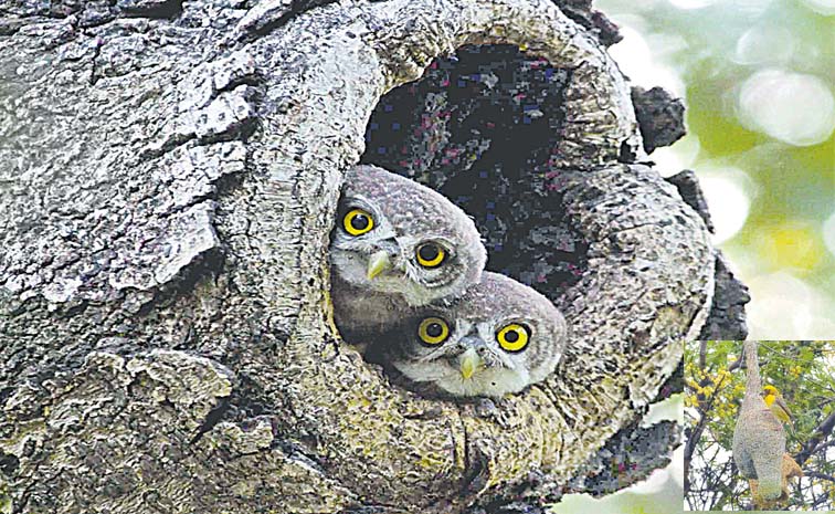 nest.jpg