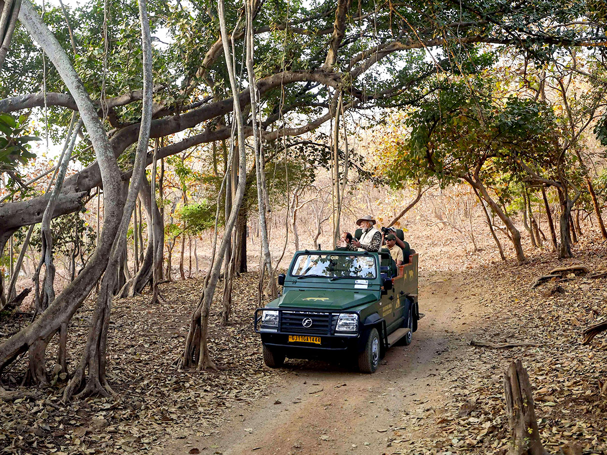 Prime_20Minister_20Narendra_20Modi_20lion_20safari_20at_20Gir_20Wildlife_20Sanctuary_17.jpg 17