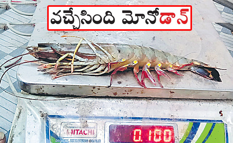tiger-prawn.jpg