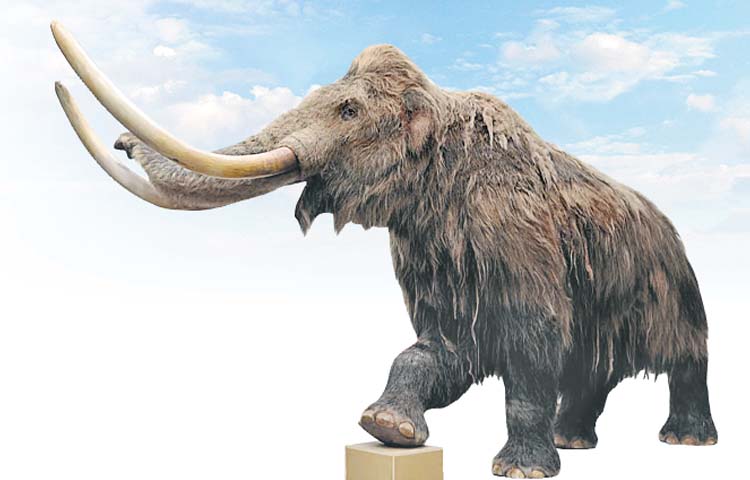 elephant.jpg