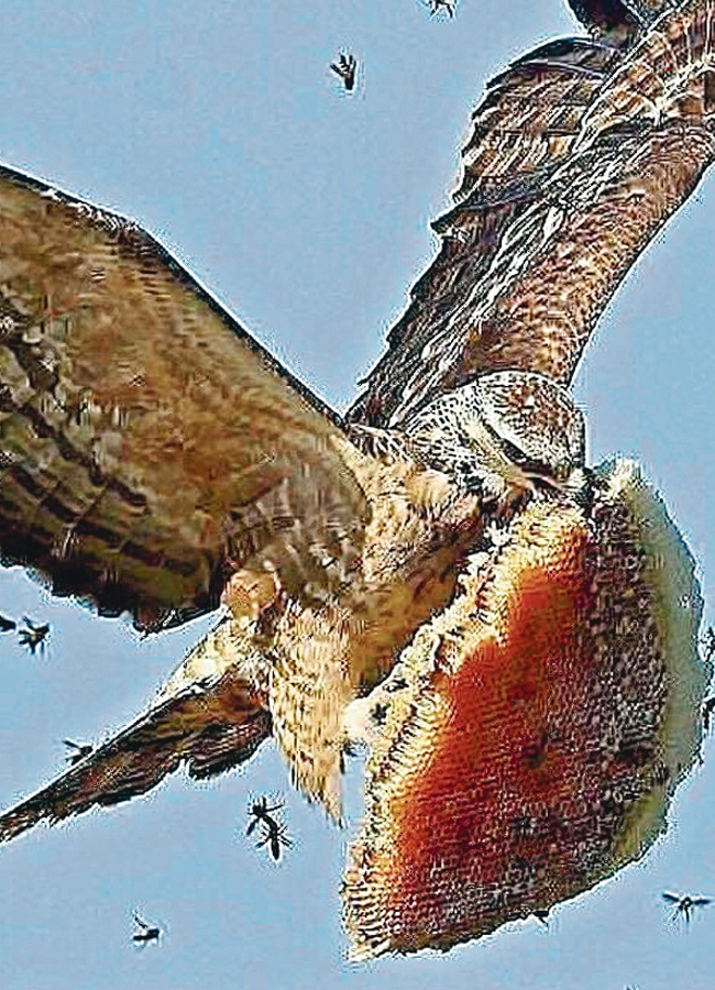 Animals_20in_20Nallamala_20forest1.jpg 2
