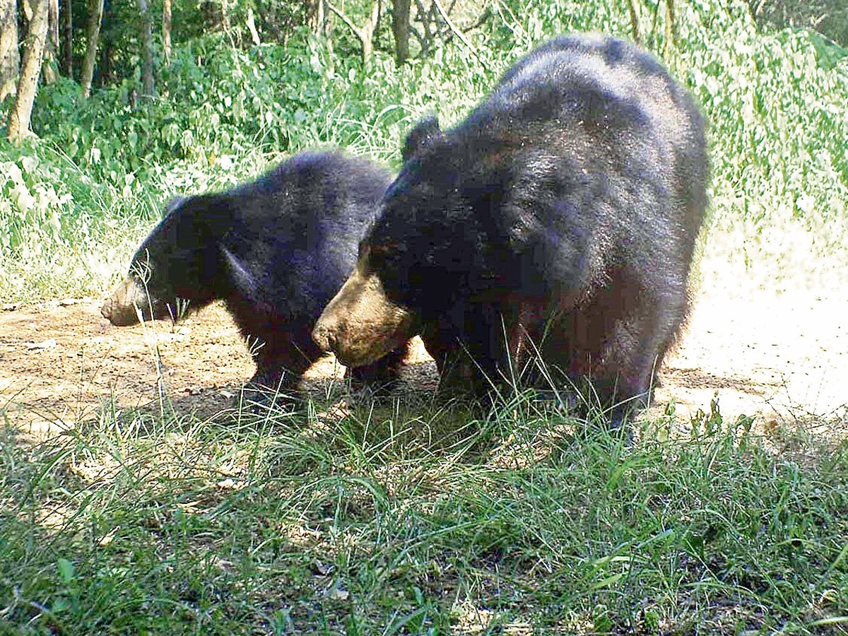 Animals_20in_20Nallamala_20forest2.jpg 3