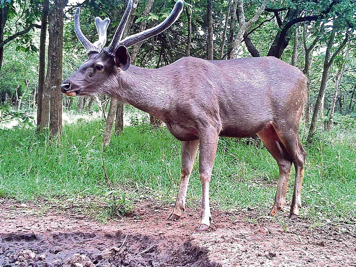 Animals_20in_20Nallamala_20forest3.jpg 4
