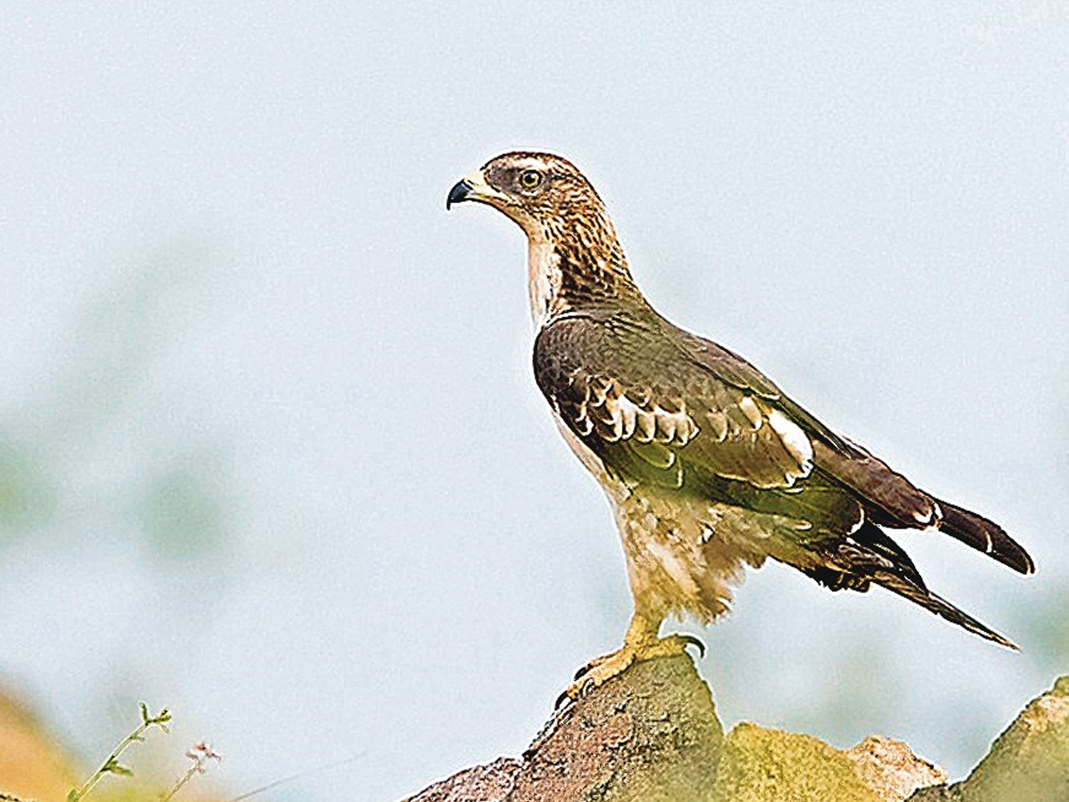 Animals_20in_20Nallamala_20forest4.jpg 5