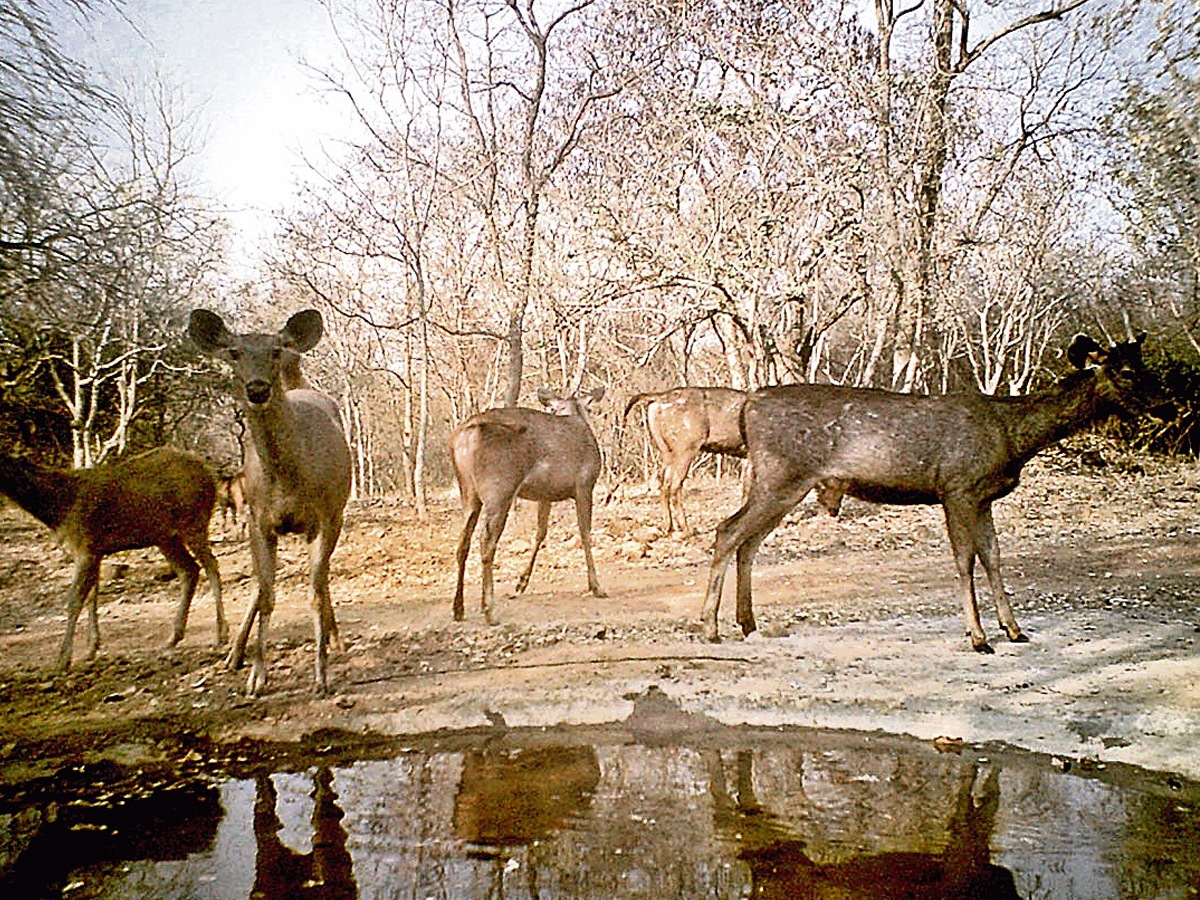 Animals_20in_20Nallamala_20forest5.jpg 6