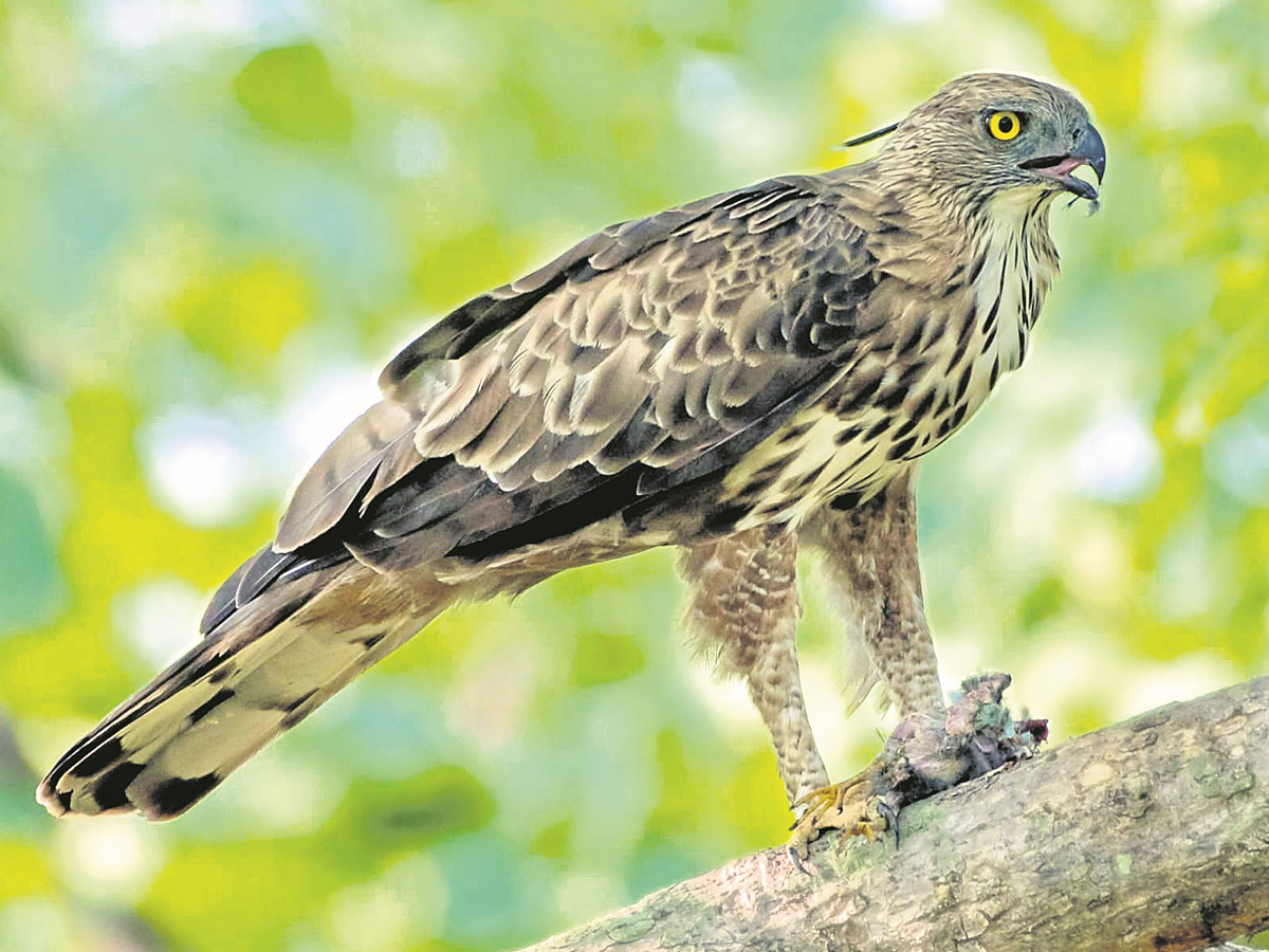 Animals_20in_20Nallamala_20forest6.jpg 7