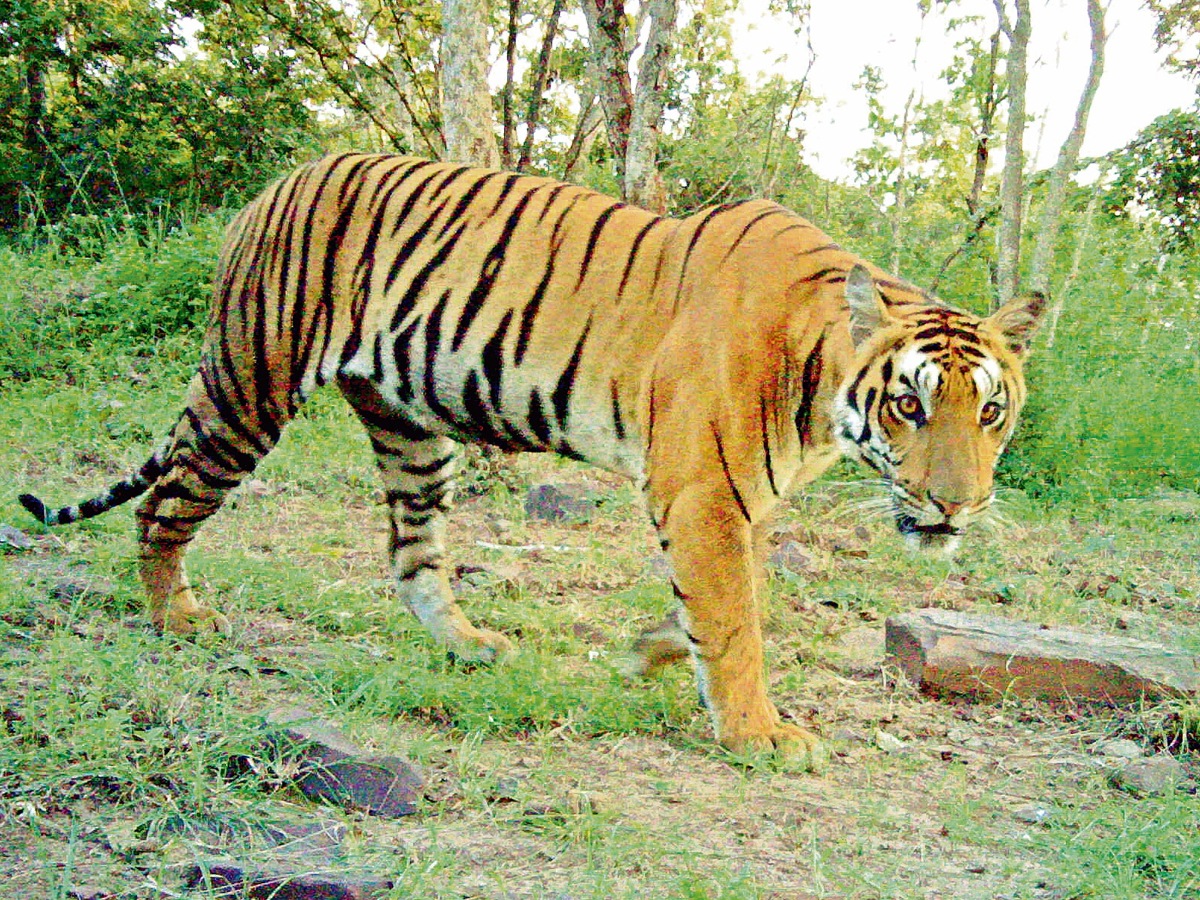 Animals_20in_20Nallamala_20forest7.jpg 8