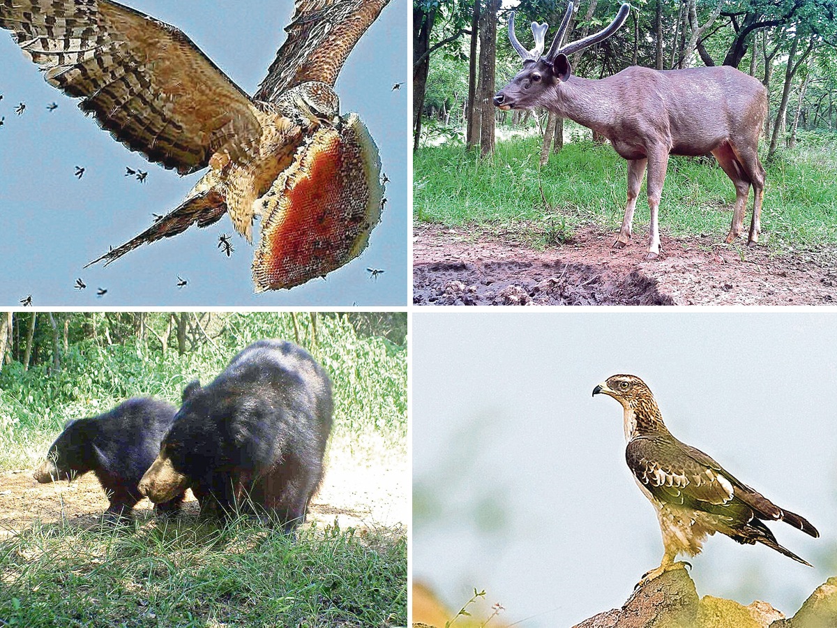 Animals_20in_20Nallamala_20forest_20title.jpg 1