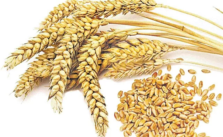 wheat01.jpg