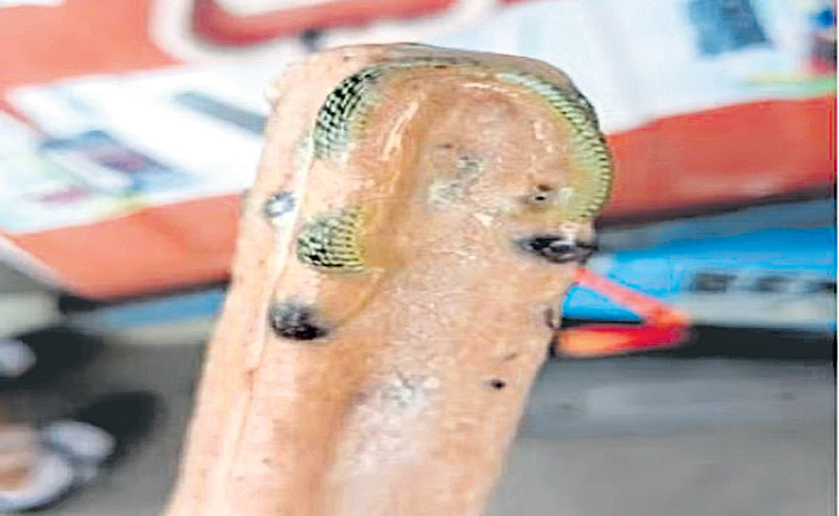 SNAKE.jpg