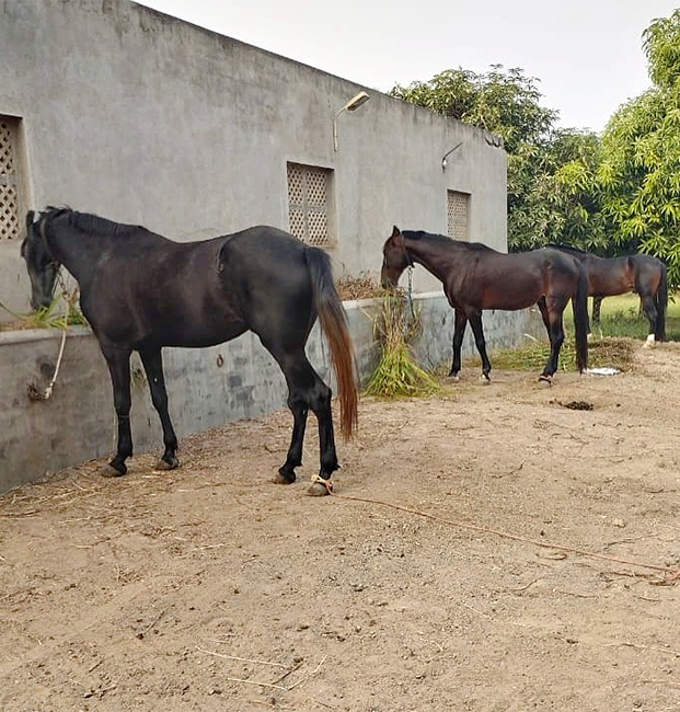 Ravindra_20Jadeja_20Rides_20Horse_20at_20his_20Farm_20House__20_2811_29.jpg 11