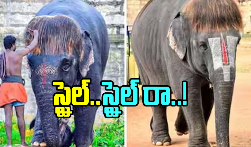 elephant_0.jpg