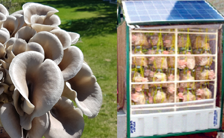 musrooms-hotsummer.jpg