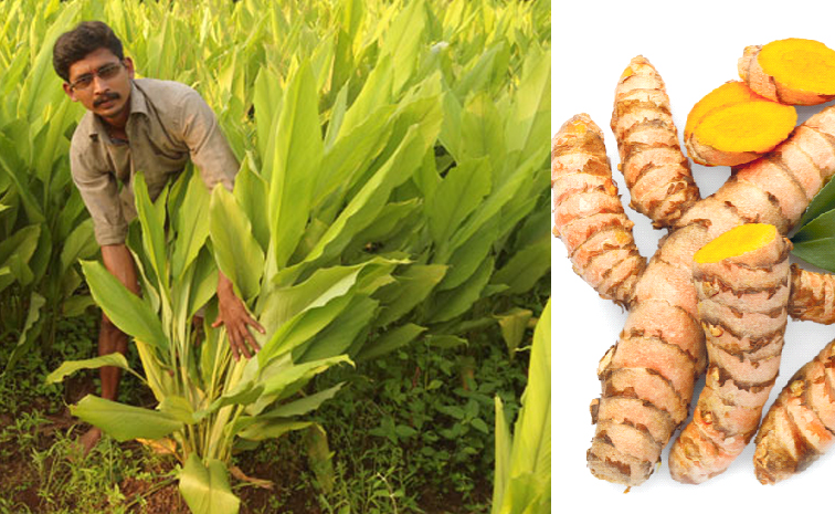 sk-4_20turmeric.jpg