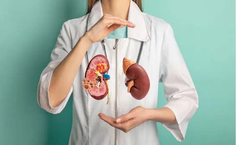 kidney.jpg