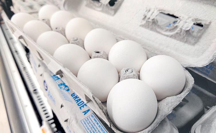 EGGS.jpg