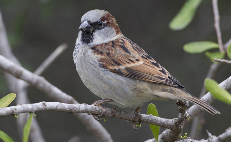 WorldSparrowDay2025.jpg