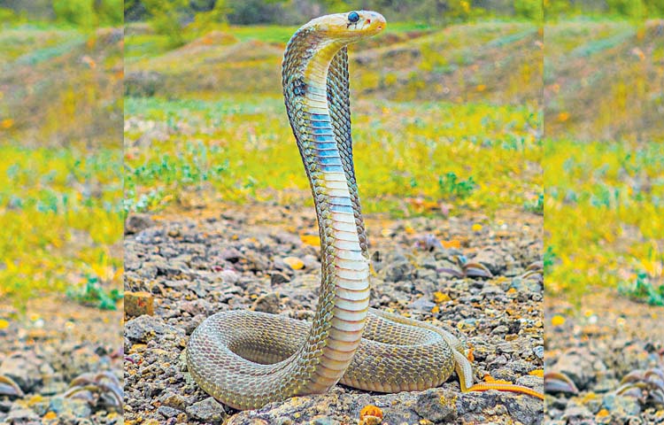 cobra.jpg
