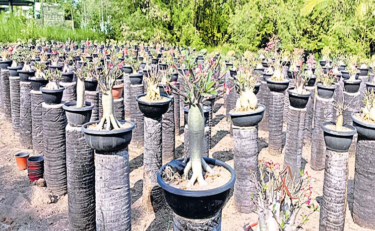 plant.jpg