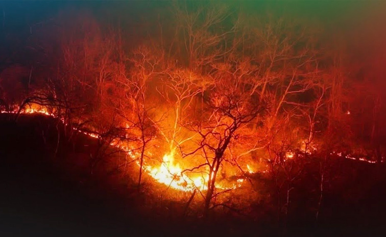 forest1.jpg