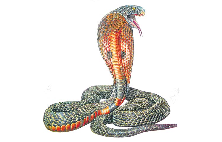 snake.jpg