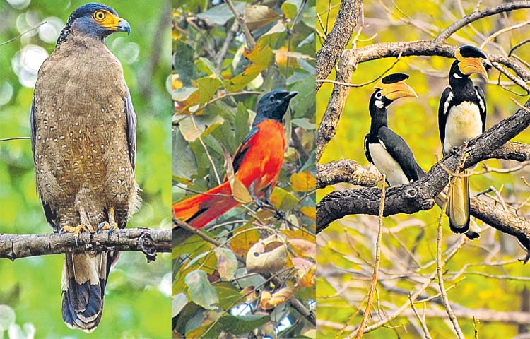 birds.jpg